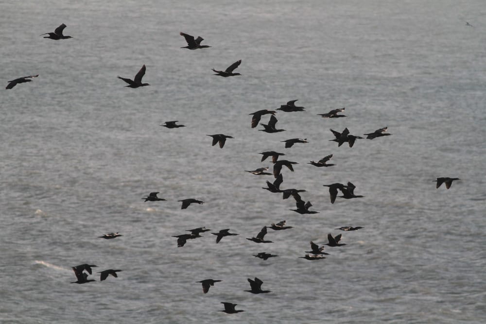 Cormorants, Outer Head, by Martin Garner