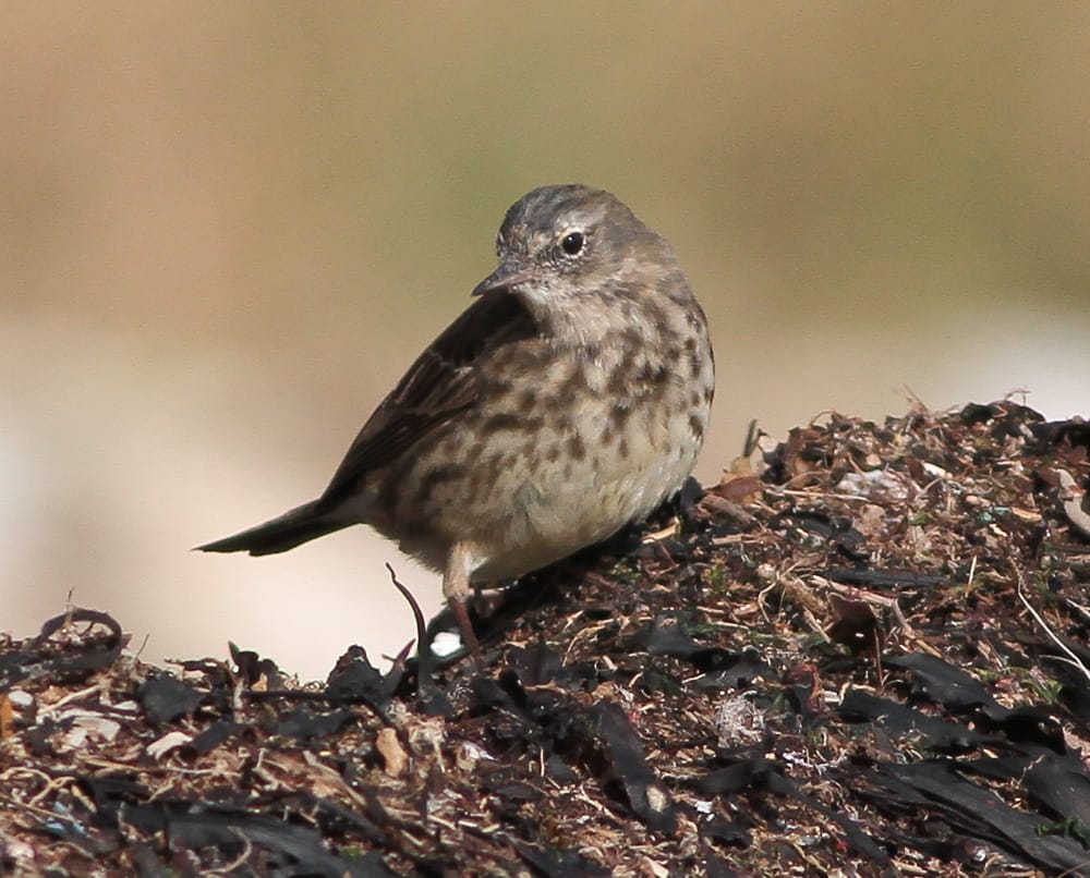 Scandinavian Rock Pipit, South Landing, by Martin Garner
