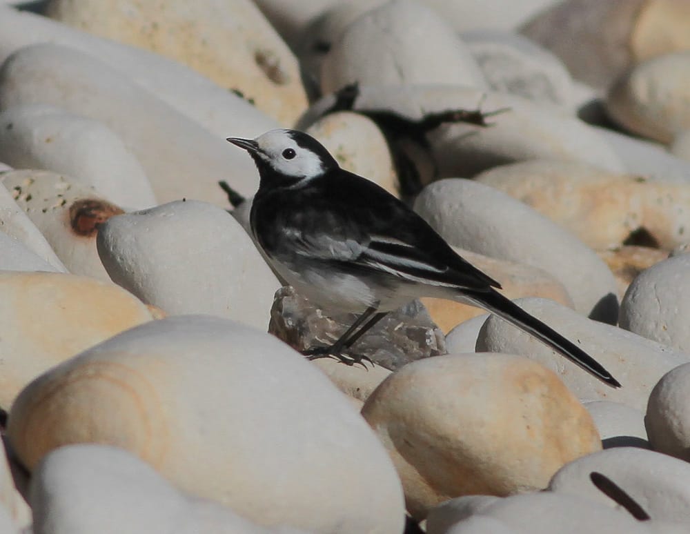 Pied Wagtail, South Landing, by Martin Garner