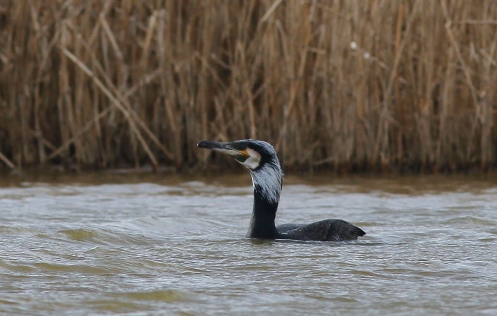 Cormorant, Thornwick Pool, by Craig Thomas