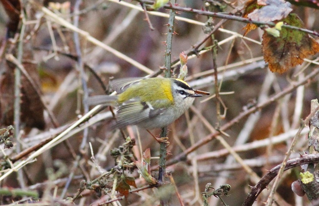 Firecrest, Old Fall, by Craig Thomas