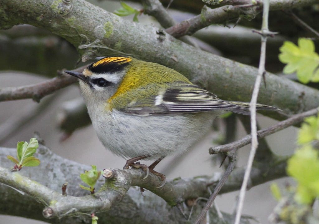 Firecrest, south of Lighthouse, by Craig Thomas