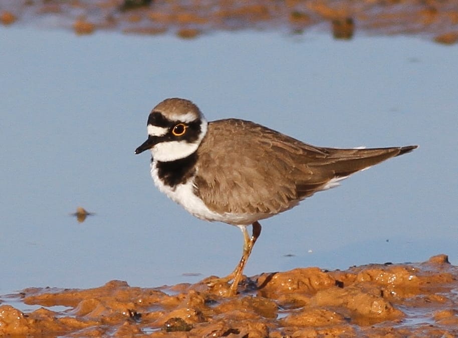 Little Ringed Plover, Thornwick Pool, by Craig Thomas