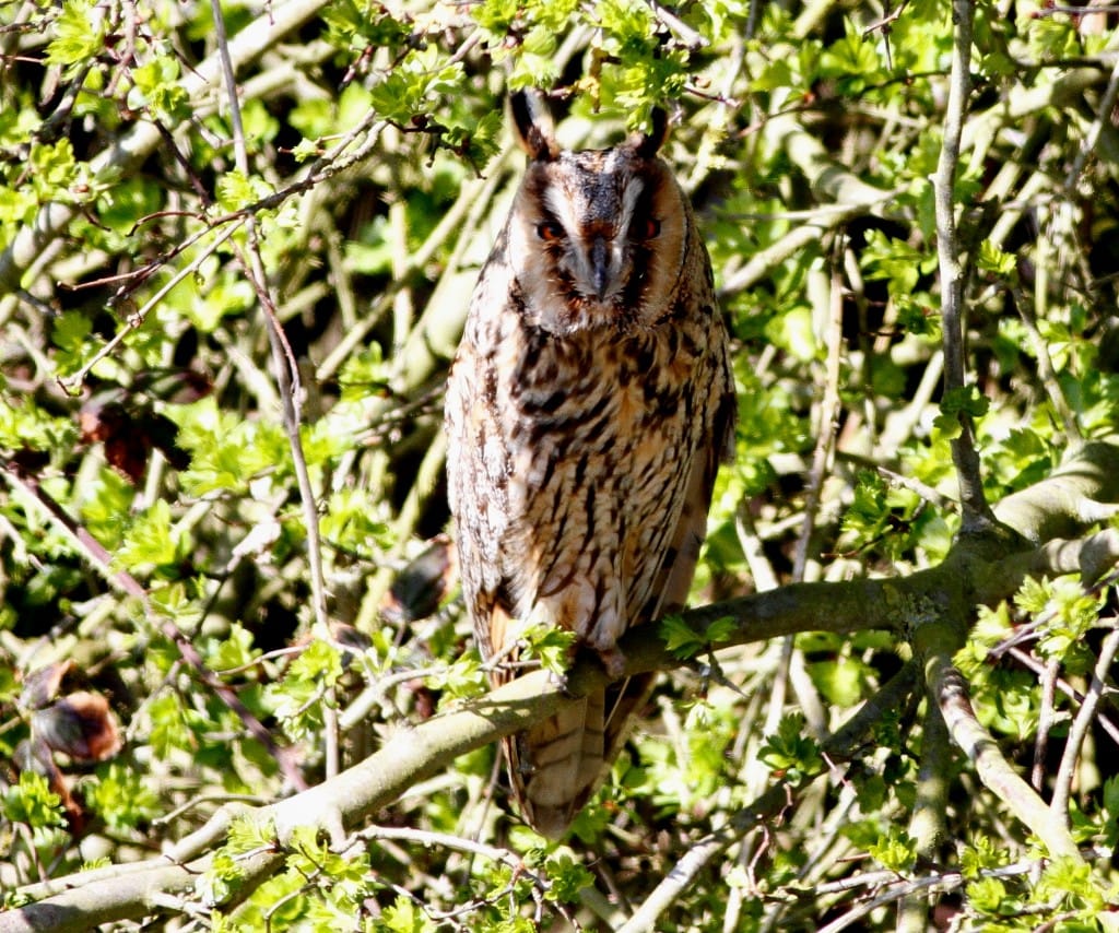 Long-eared Owl, Flamborough, by Craig Thomas