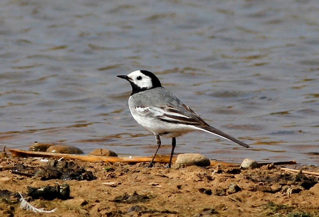 White Wagtail, Thornwick Pool, by Craig Thomas