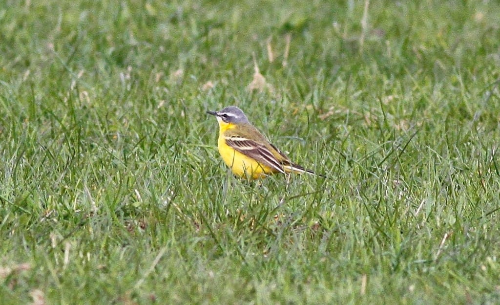 Blue-headed Wagtail, Thornwick, by Craig Thomas