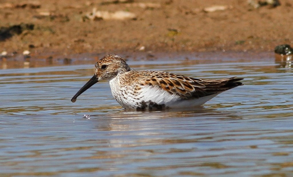 Dunlin, Thornwick Pool, by Craig Thomas