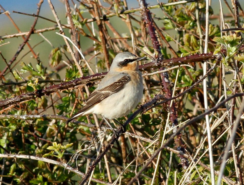 Wheatear, Outer Head, by Craig Thomas