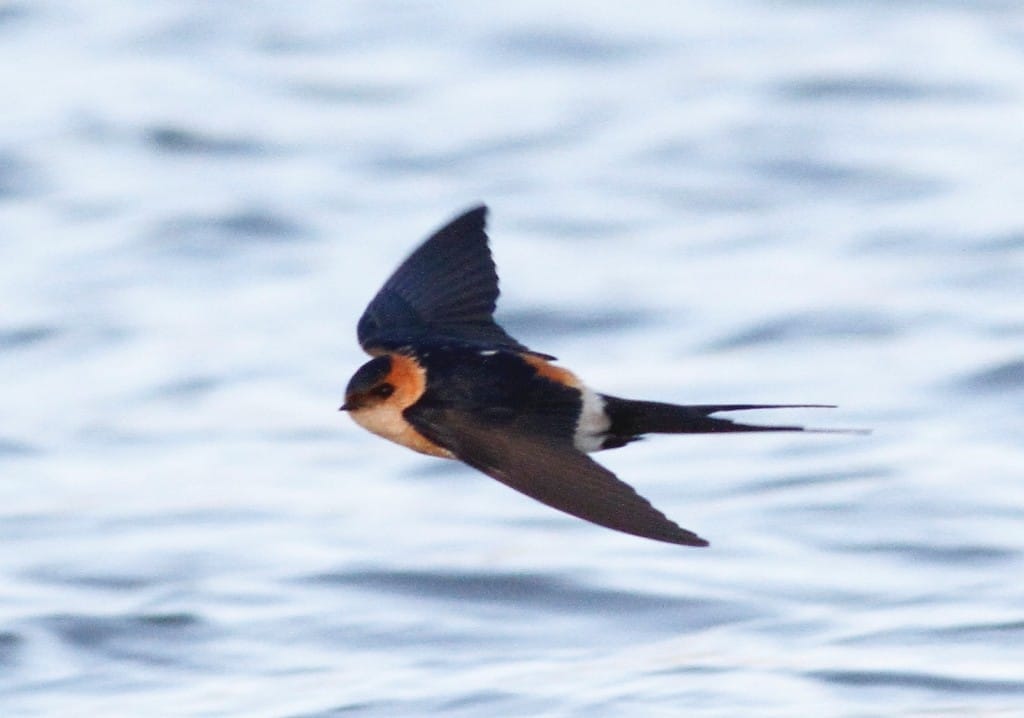 Red-rumped Swallow, Thornwick Pool, by Craig Thomas
