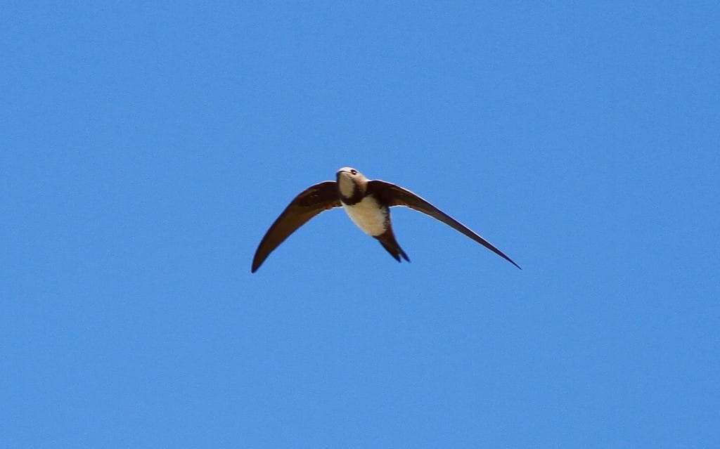 Alpine Swift, North Landing, by Craig Thomas