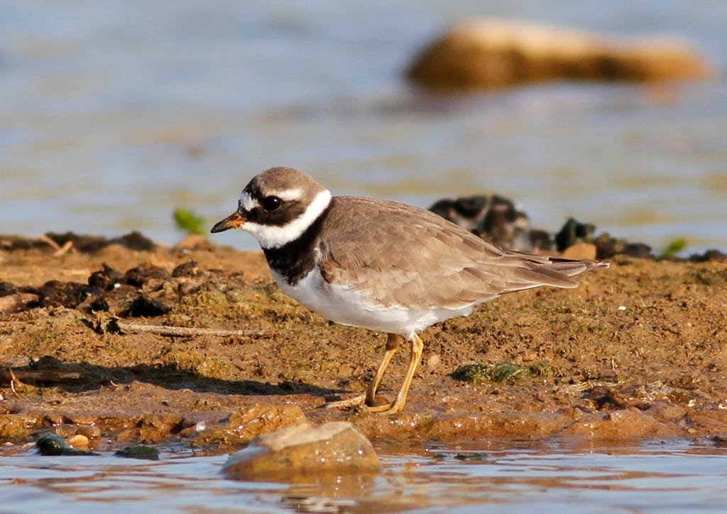 Ringed Plover, Thornwick Pool, by Craig Thomas