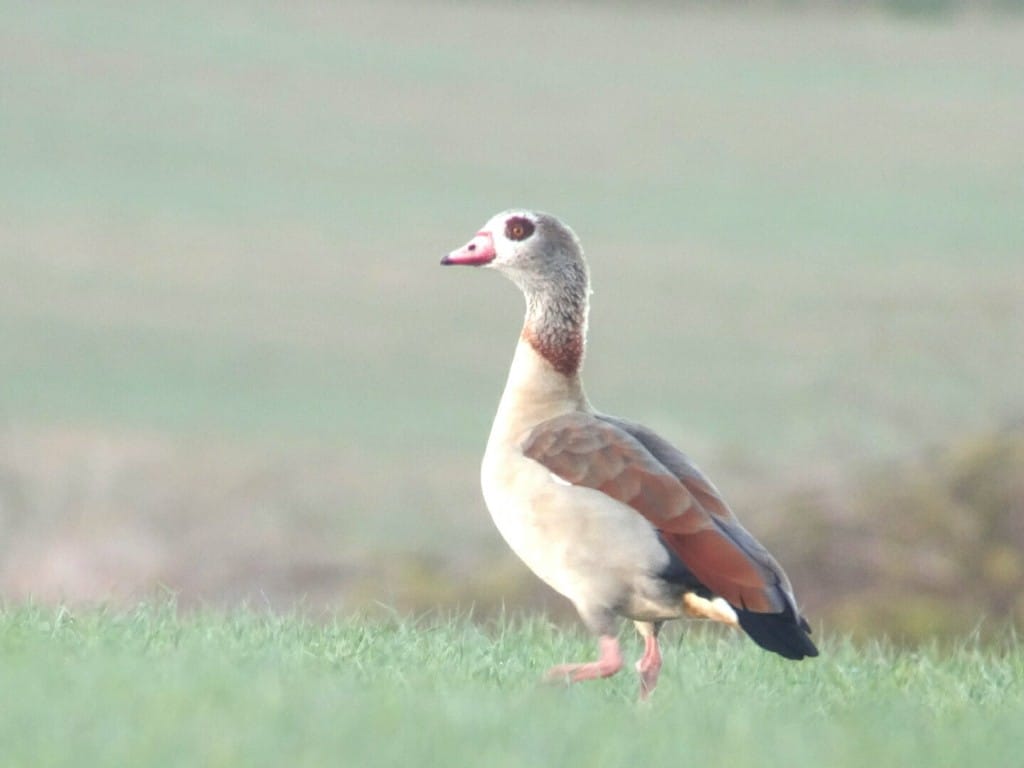 Egyptian Goose, near North Marsh, by Andy Hood