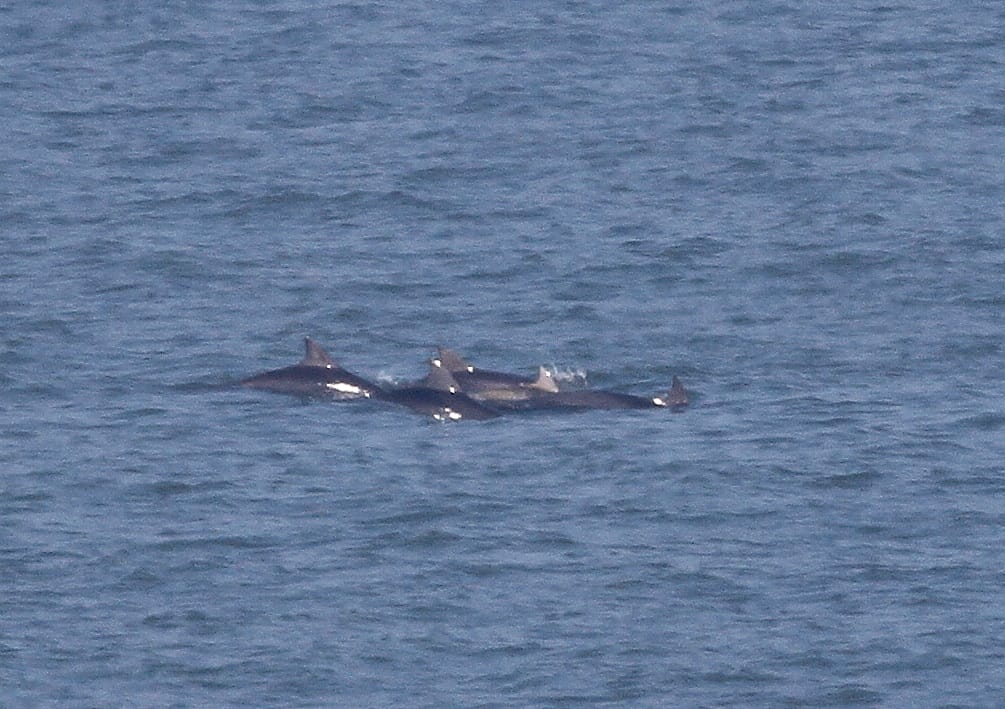 Bottlenose Dolphins, off Fog Station, by Craig Thomas