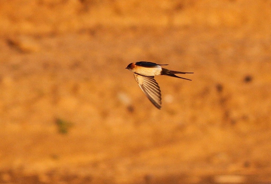 Red-rumped Swallow, Thornwick Pool, by Craig Thomas