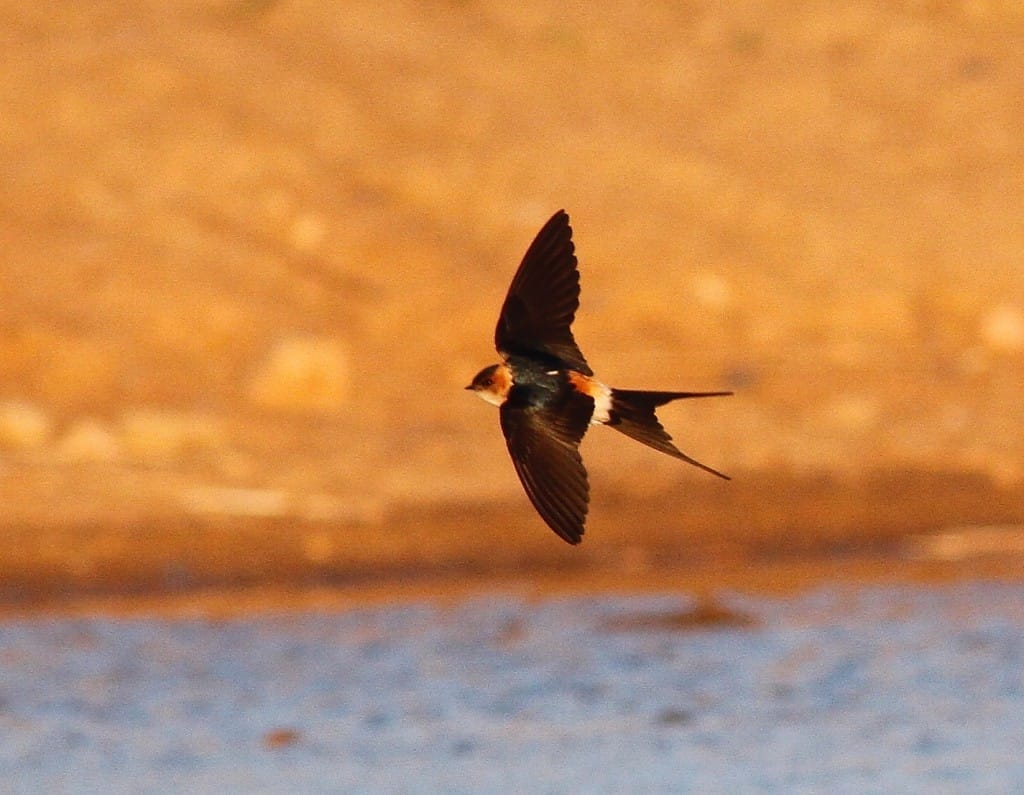 Red-rumped Swallow, Thornwick Pool, by Craig Thomas