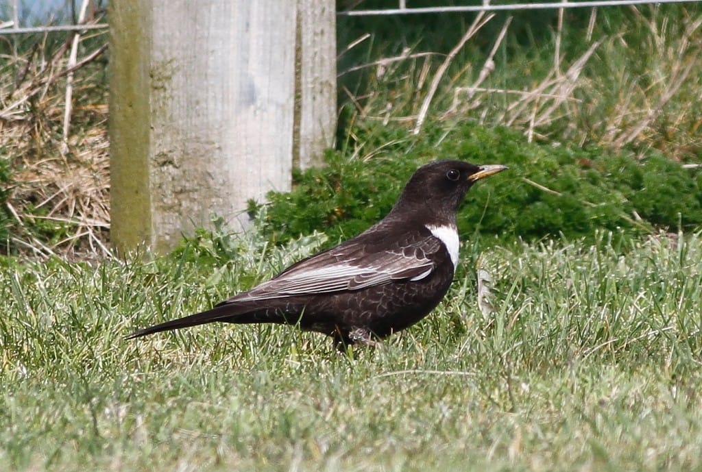 Ring Ouzel, Fog Station, by Craig Thomas