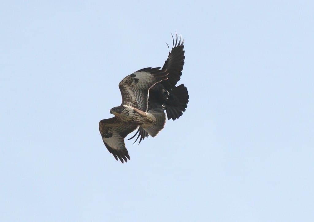 Common Buzzard, by Alan Walkington
