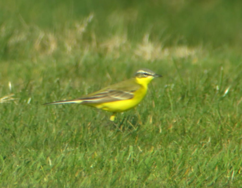 Channel Wagtail, Golf Course, by Brett Richards
