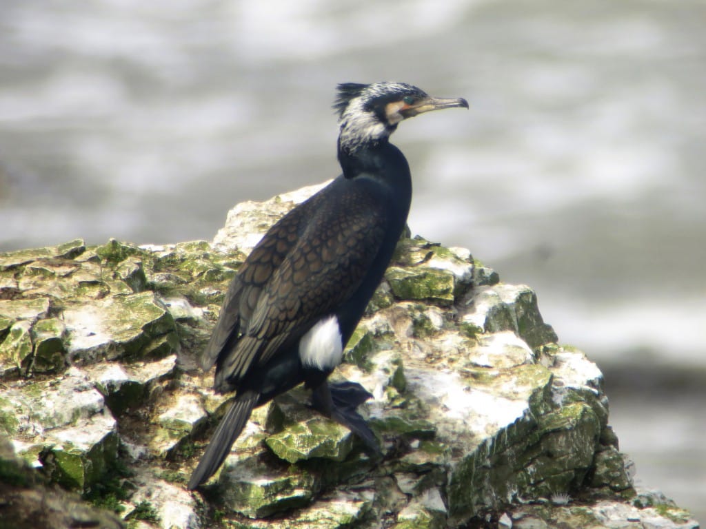'sinensis' Cormorant, North Cliffs, by Brett Richards