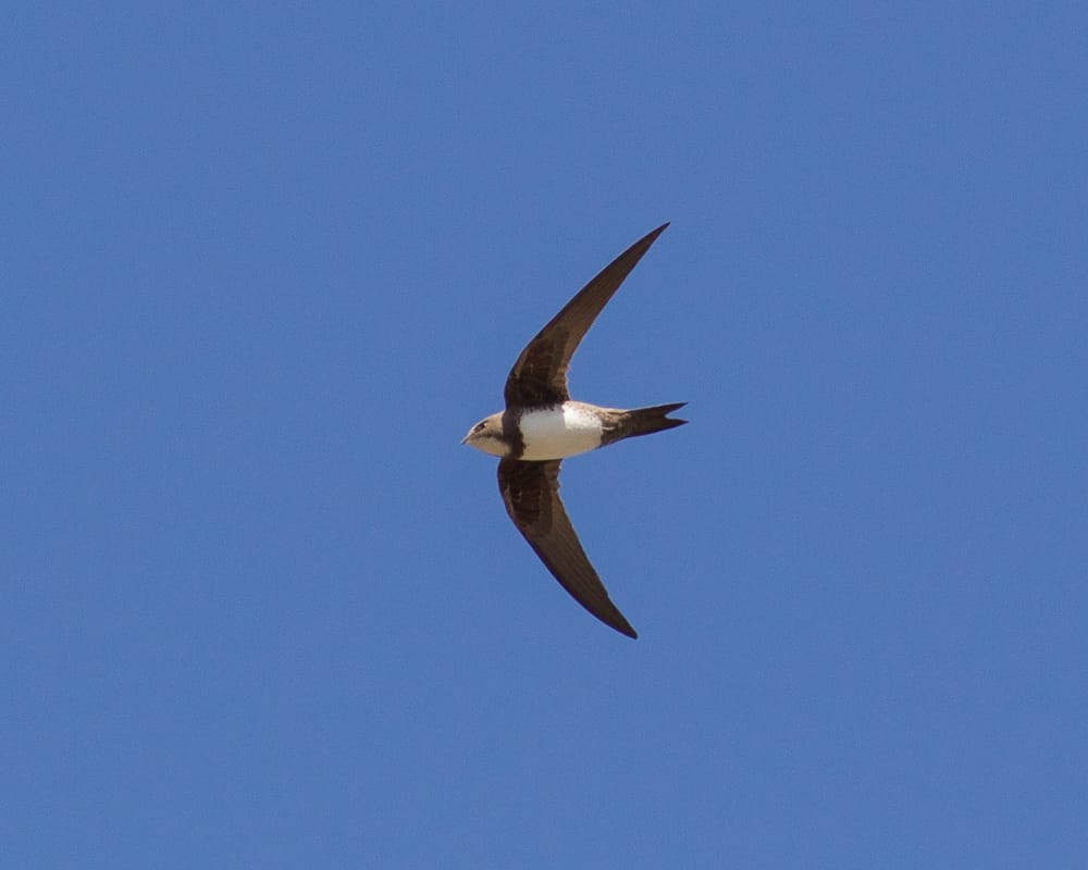 Alpine Swift, North Landing, by Dave Aitken