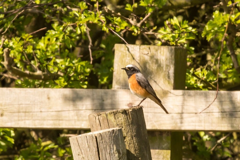 Common Redstart, South Landing, by Les Day