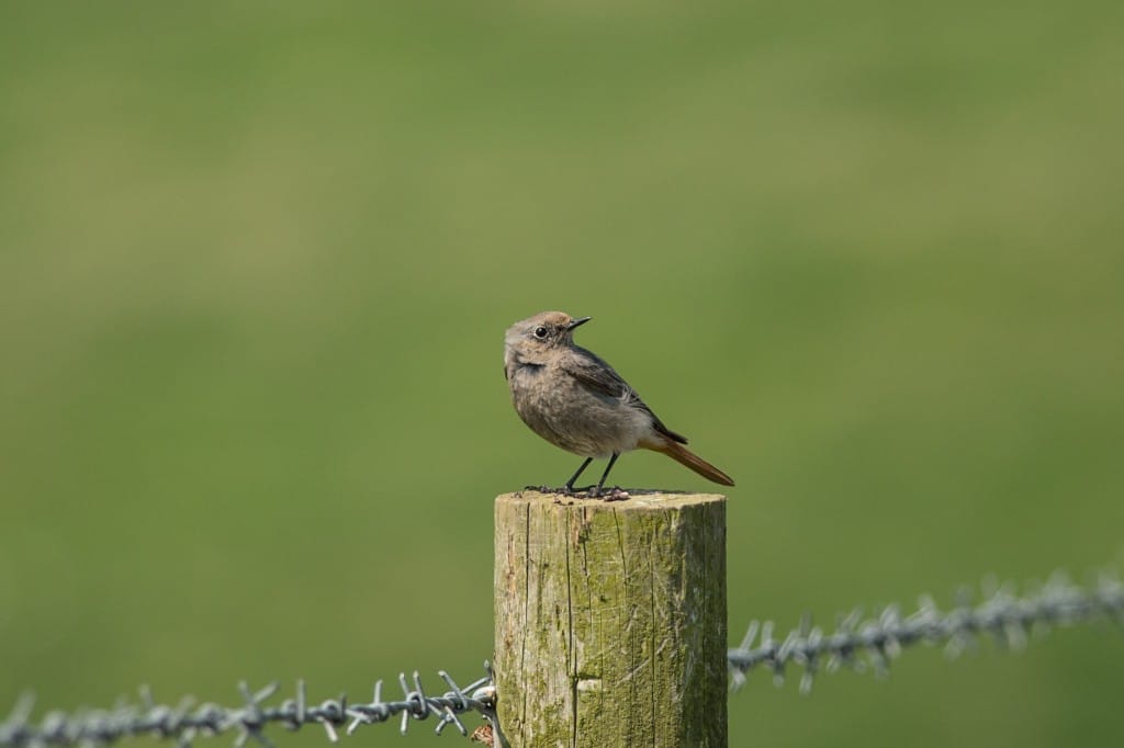 Black Redstart, North Dykes, by Les Day