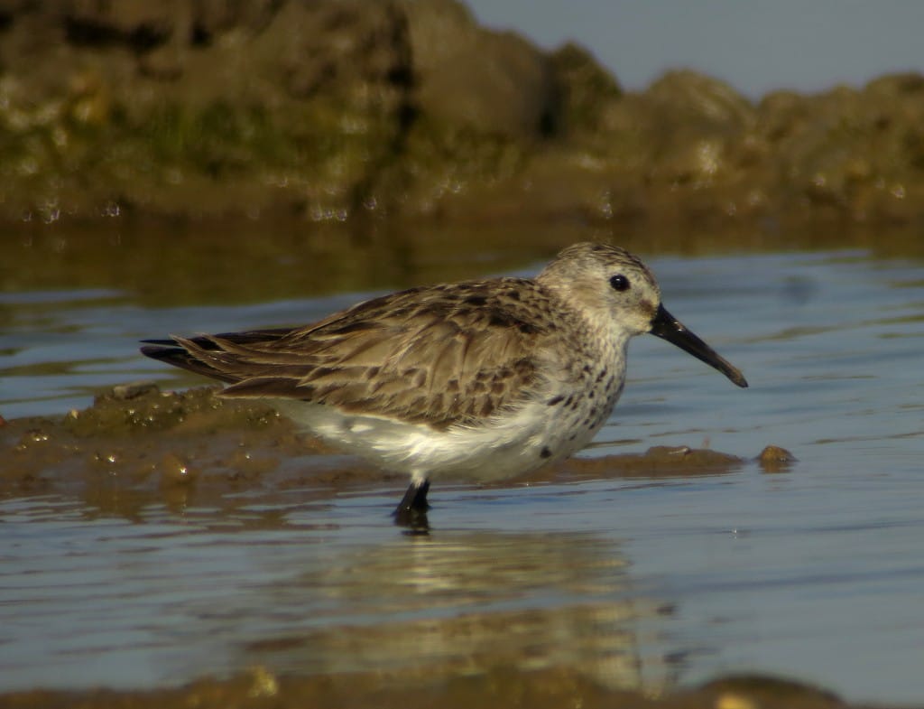 Dunlin, South Landing, by Brett Richards