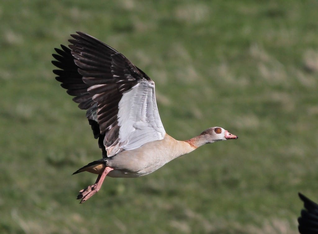 Eqyptian Goose, Flamborough, by Martin Garner