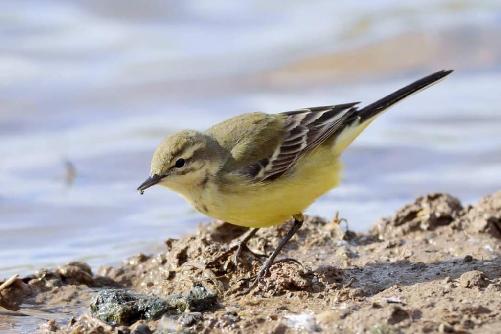 Yellow Wagtail, Thornwick Pool, by Andy Hood