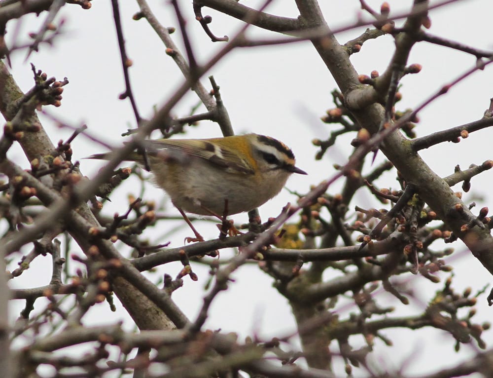 Firecrest, Old Fall Steps, by Martin Garner
