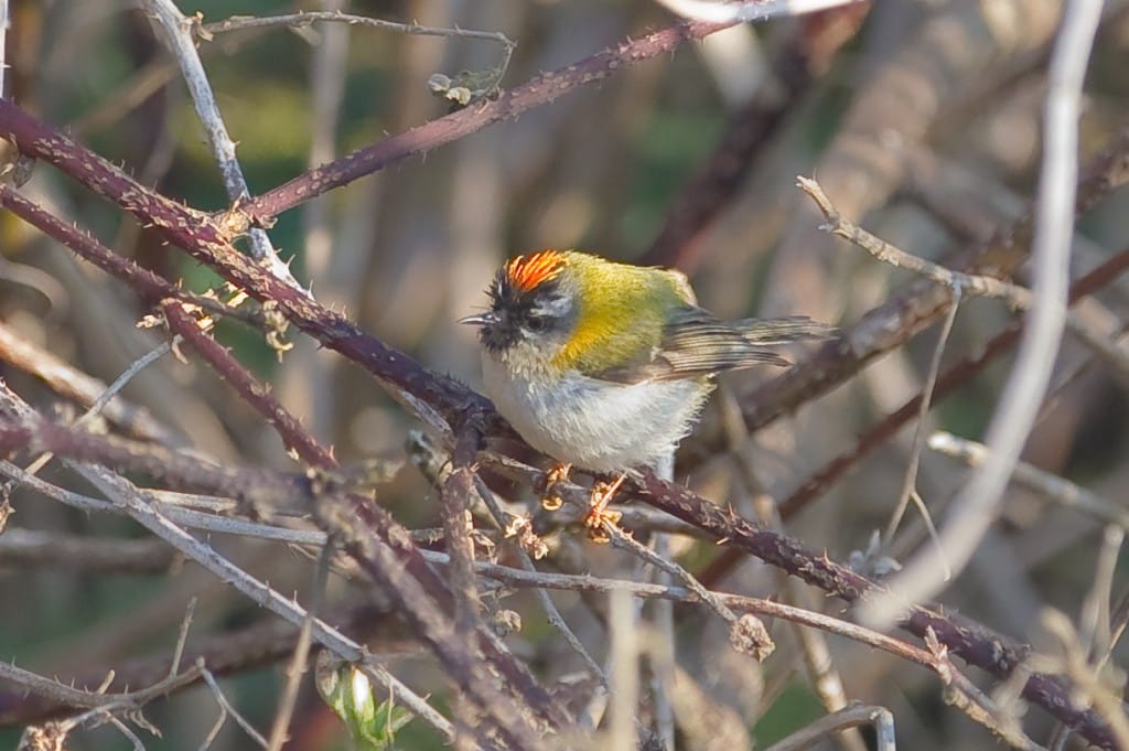 Firecrest, Bay Brambles, by Andrew Allport