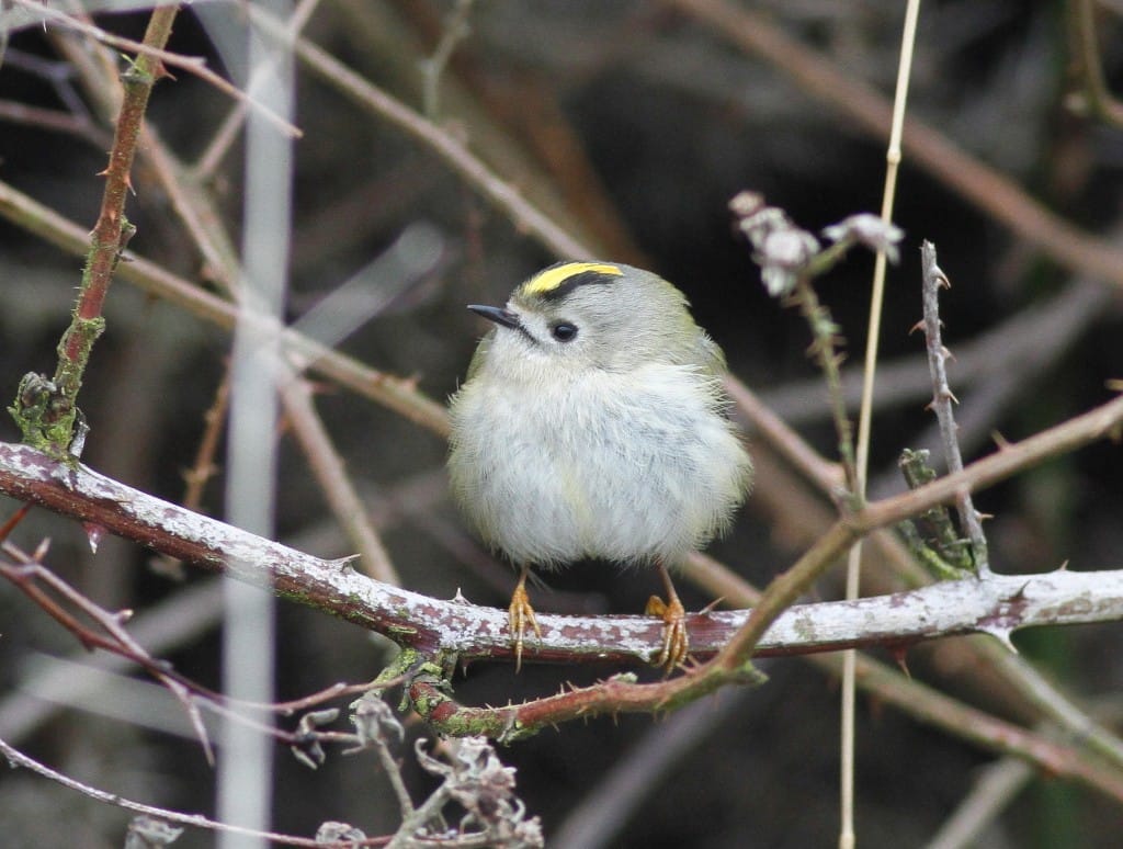 Goldcrest, Outer Head, by Craig Thomas