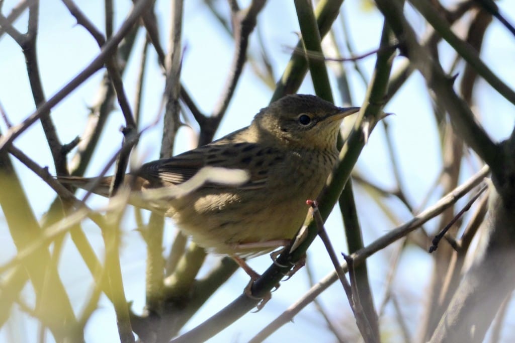 Grasshopper Warbler, Old Fall, by Andy Hood