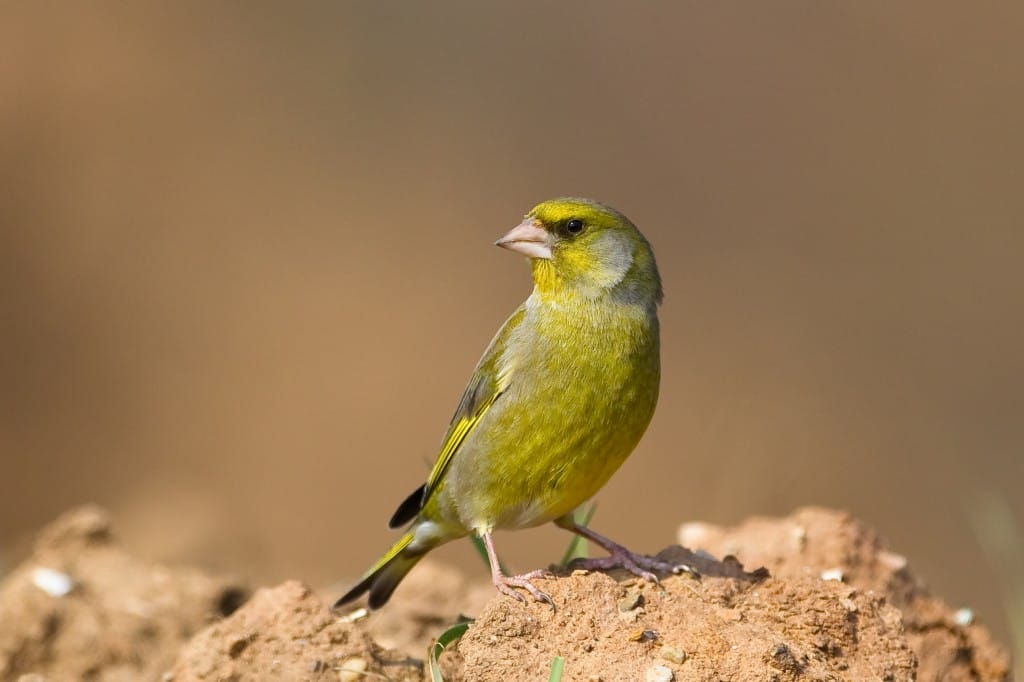 Greenfinch, Thornwick, by Andrew Allport