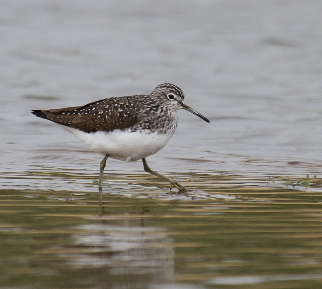 Green Sandpiper, Thornwick Pool, by Lee Johnson