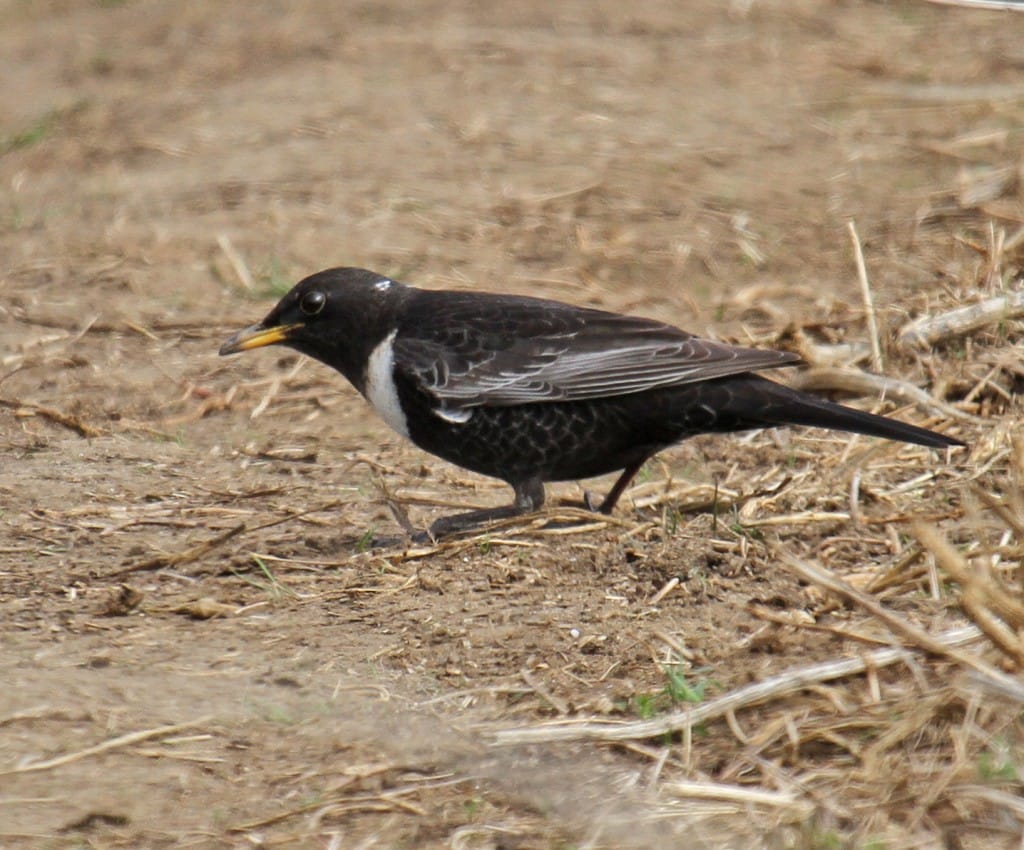 Ring Ouzel, Booted Gully, by Lee Johnson