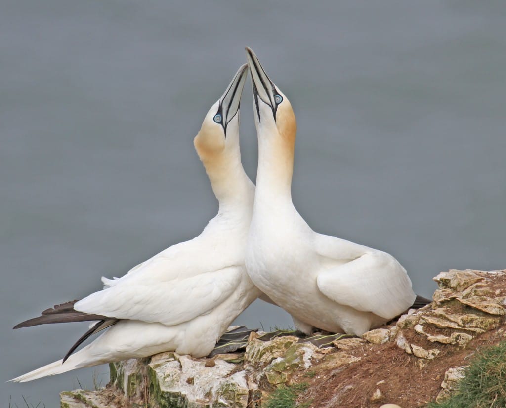 Gannets, Bempton, by Lee Johnson