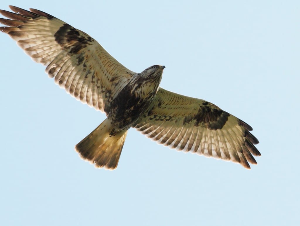 Rough-legged Buzzard, Buckton, by Alan Walkington