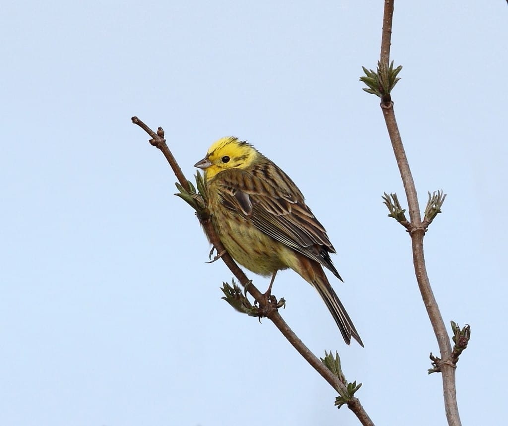 Yellowhammer, South Landing, by Alan Walkington