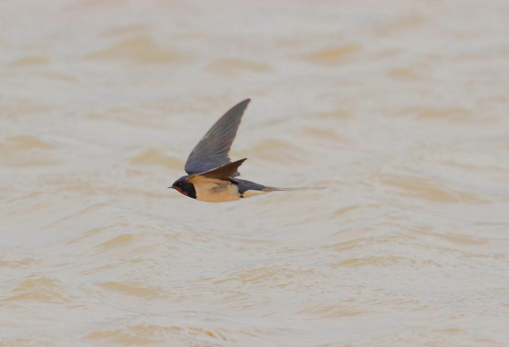 Swallow, Thornwick Pool, by Alan Walkington