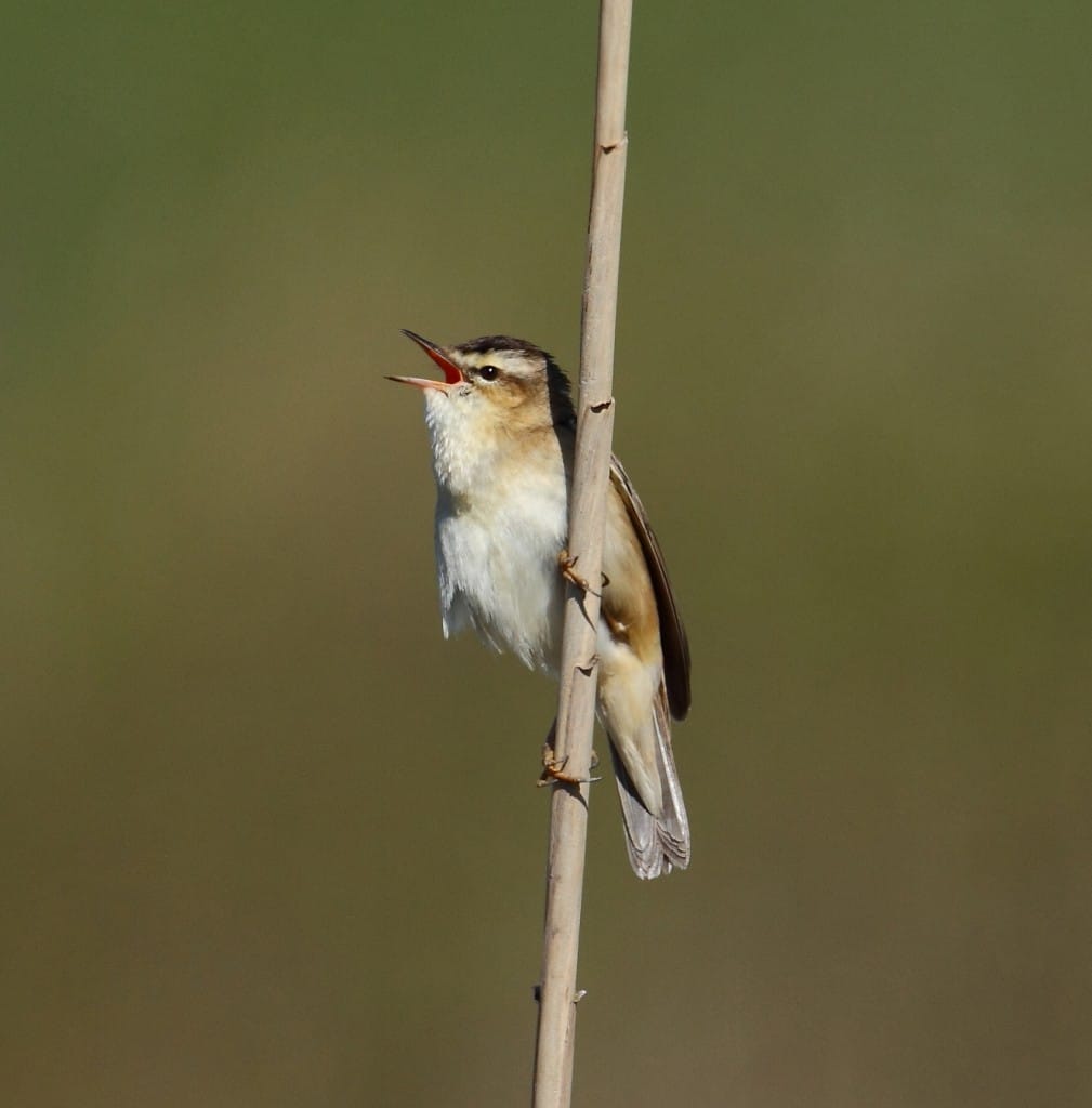 Sedge Warbler, Thornwick Pool, by Alan Walkington