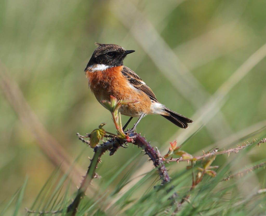 Stonechat, Thornwick, by Alan Walkington