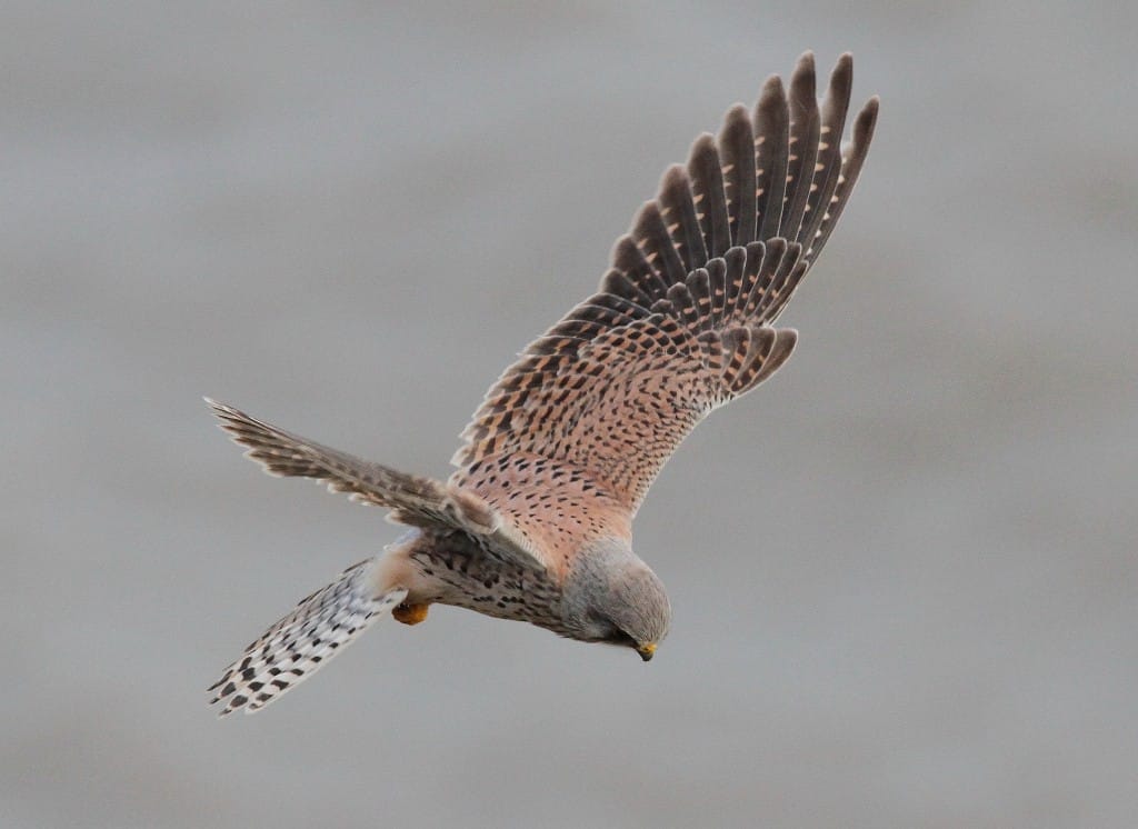 Kestrel, South Landing, by Craig Thomas