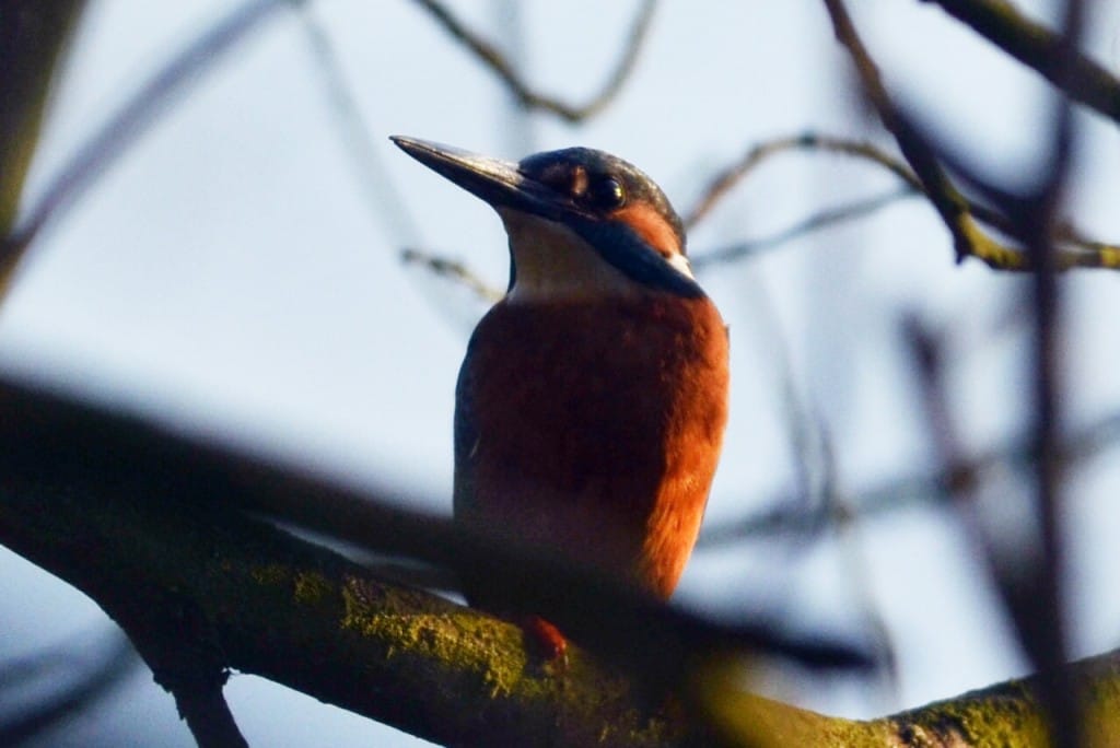 Kingfisher, Buckton Pond, by Andy Hood