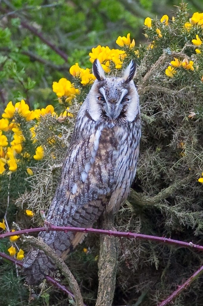 Long-eared Owl, Flamborough, by Andrew Allport