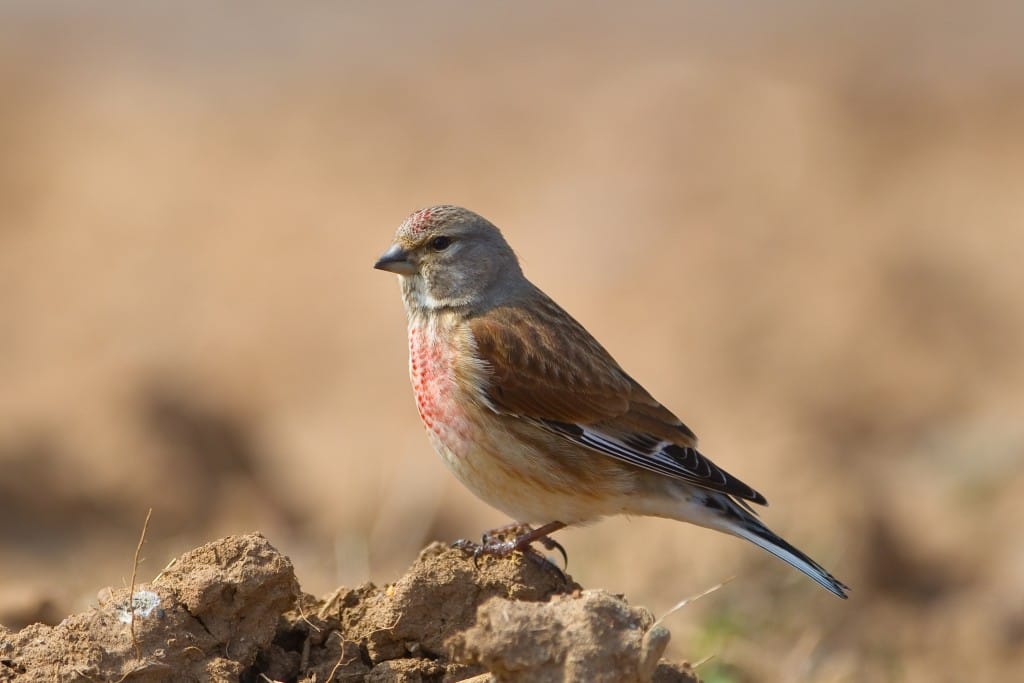 Linnet-9512