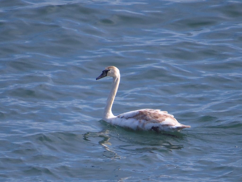 Mute Swan, off Fog Station, by Brett Richards