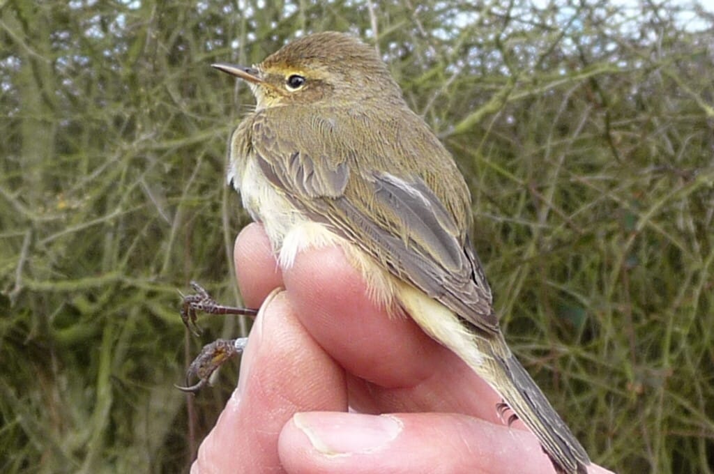 Chiffchaff, YWT Living Seas Centre, by Jim Morgan