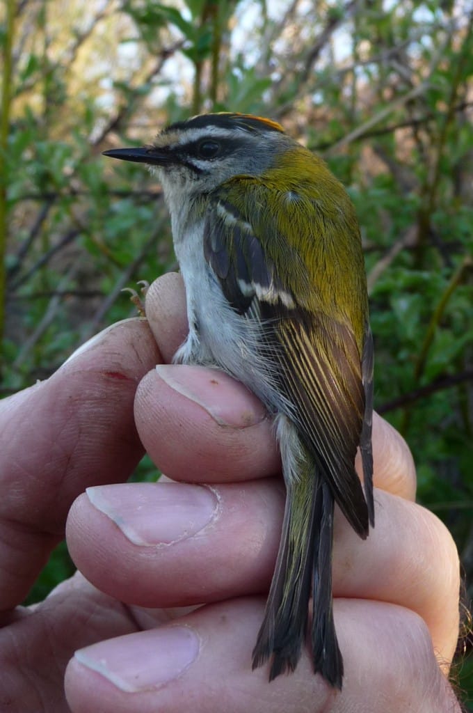 Firecrest, Flamborough, by Jim Morgan