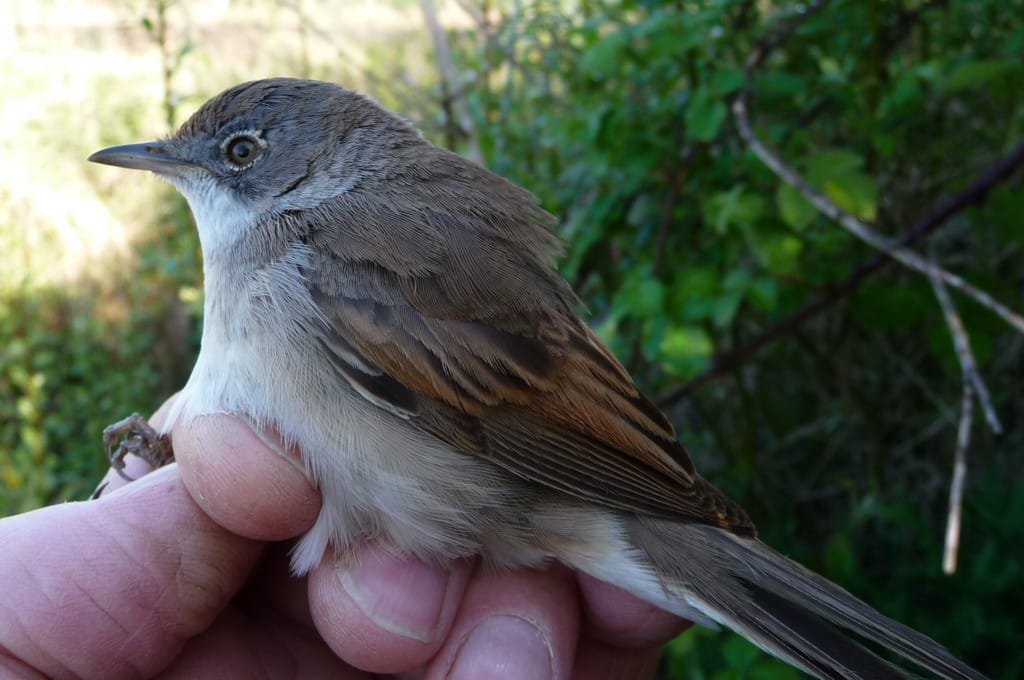 Whitethroat, Flamborough, by Jim Morgan